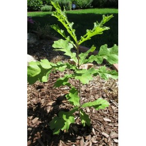 Саженец дуба Черешчатого 20-40 см