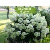 Саженцы гортензии метельчатой Бейби Лейс (Baby Lace) -  комплект 5 шт.