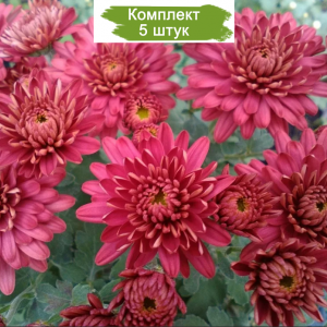 Саженцы красной хризантемы мультифлоры Урсула Ред (Ursula Red) - комплект 5 шт.
