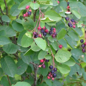 Саженцы ирги Колосистой -  комплект 5 шт.