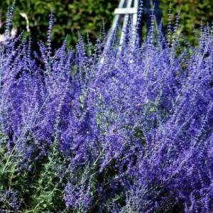 Саженец Перовскии лебедолистной Тайга