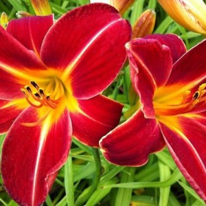 Саженец лилейника Чевонки