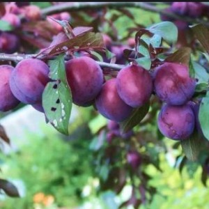 Слива Жигули