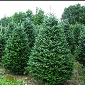 Саженец Ели Сибирской 1.5 метра