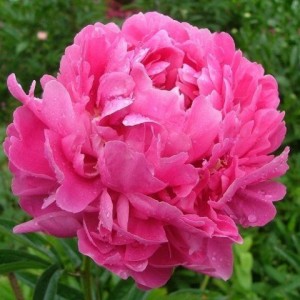 Саженец пиона Варенька